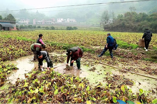 合江县凤鸣镇:稻药轮作效益好 百亩泽泻丰收忙(图2) 图片2.jpg