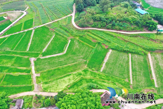 龙马潭区:建设都市现代农业高地,让“希望的田野”充满生机与活力(图2) 高标准农田项目.jpg