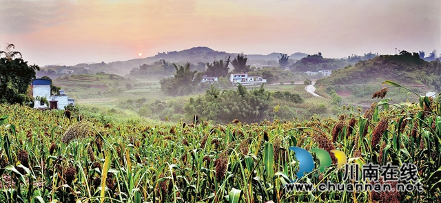 龙马潭区:建设都市现代农业高地,让“希望的田野”充满生机与活力(图3) 清晨的红高粱地.jpg