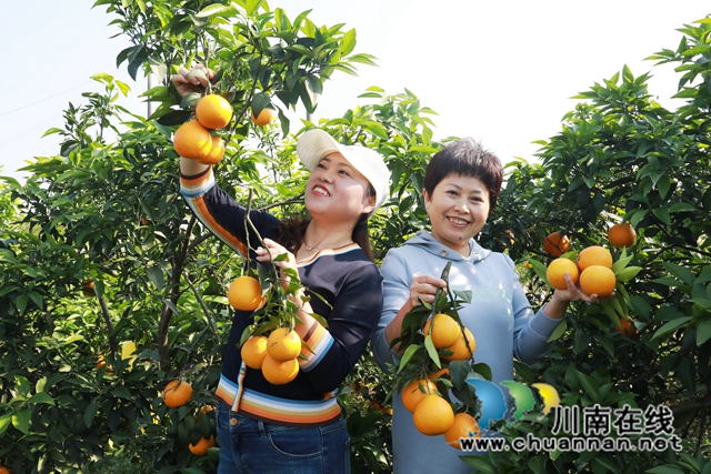 游客采摘爱媛果冻橙.JPG