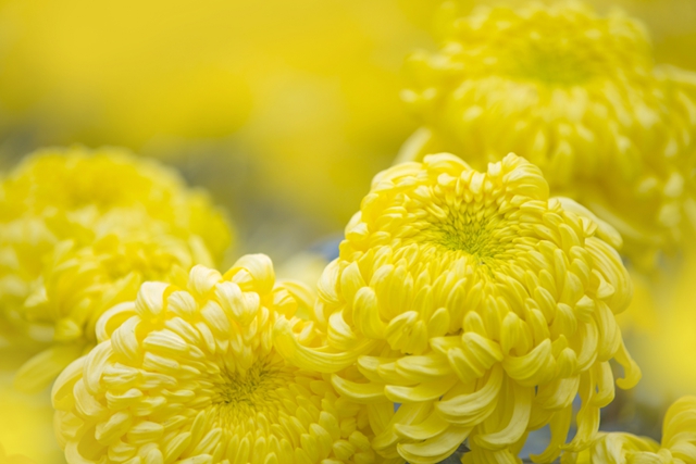 倡导“云祭祀”丨泸州这份春节安全文明祭扫通告请查收