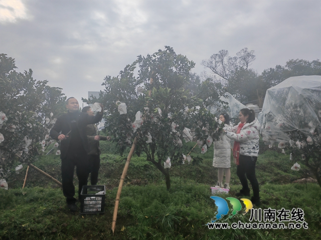 游客采摘柑橘（曾佐然摄）.jpg