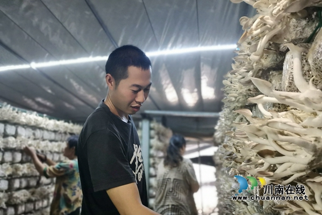 泸县两名返乡入乡创业农民工喜获省级表彰(图2) 李云川在食用菌种植大棚检查菌包生长情况.jpg