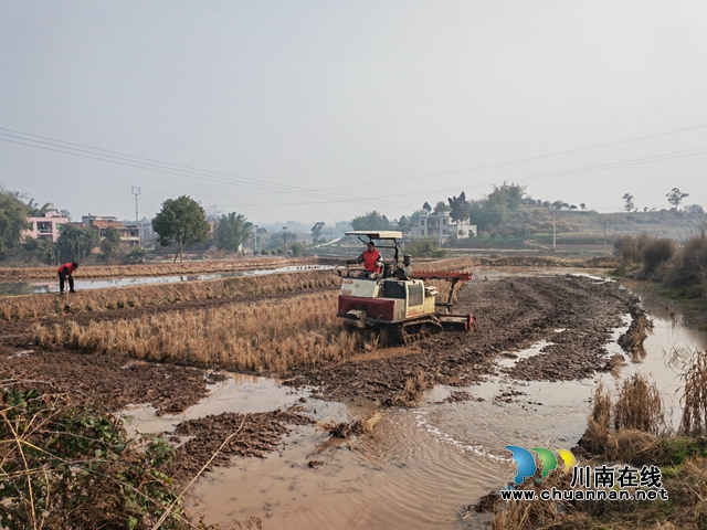 新春走基层 泸县种粮大户抗旱春耕忙