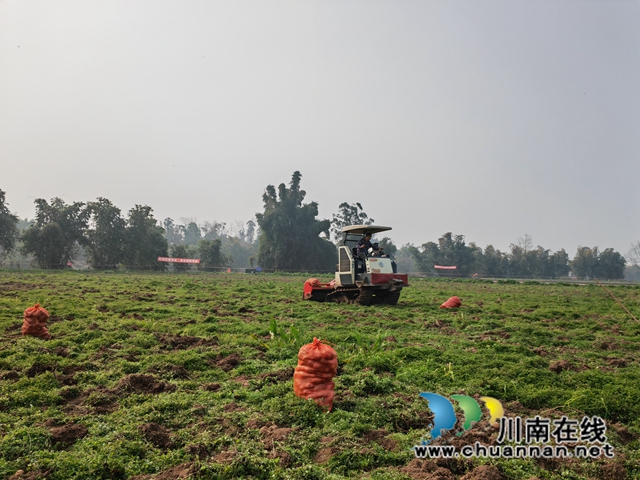 洋芋收获后，及时耕地（曾佐然摄）.jpg