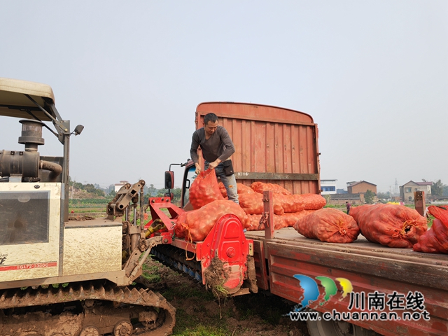 收购秋洋芋（曾佐然摄）.jpg