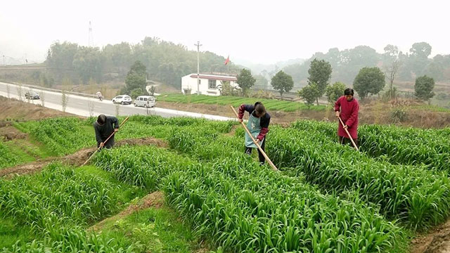 合江县法王寺镇:不负好春光,小麦春管正当时(图1) 1.jpg