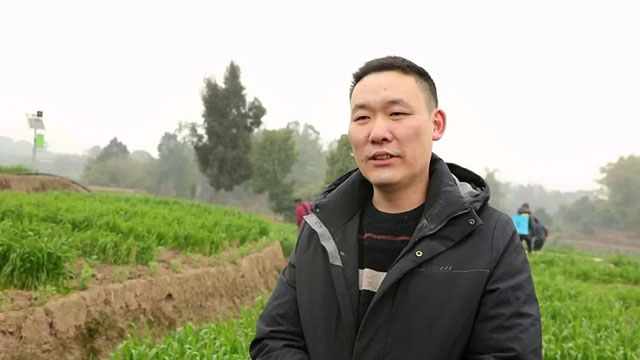 合江县法王寺镇:不负好春光,小麦春管正当时(图7) 7.jpg