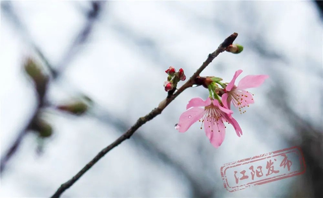 江阳丹林樱花开了!邀你一睹“芳菲”(图5) 5.jpg