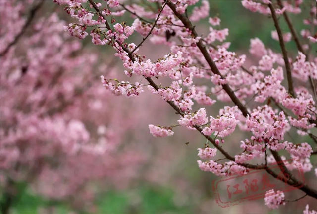 江阳丹林樱花开了!邀你一睹“芳菲”(图2) 2.jpg