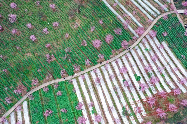 江阳丹林樱花开了!邀你一睹“芳菲”(图1) 1.jpg