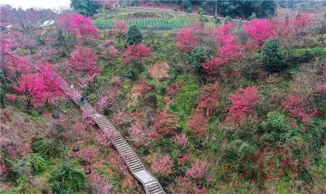江阳丹林樱花开了!邀你一睹“芳菲”(图6) 6.jpg