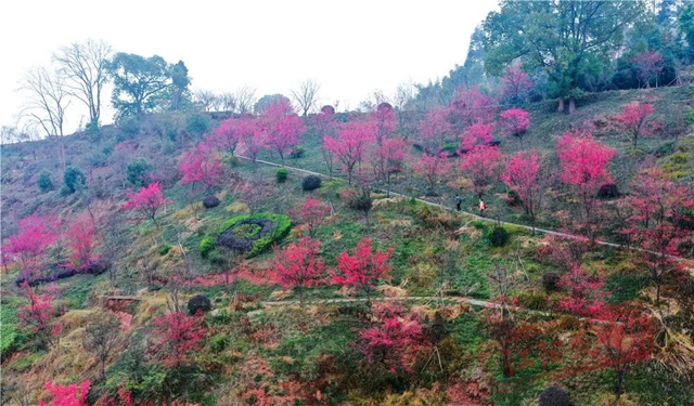 江阳丹林樱花开了!邀你一睹“芳菲”(图7) 7.jpg