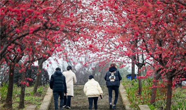 江阳丹林樱花开了!邀你一睹“芳菲”(图8) 8.jpg