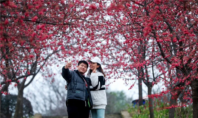 江阳丹林樱花开了!邀你一睹“芳菲”(图11) 11.jpg