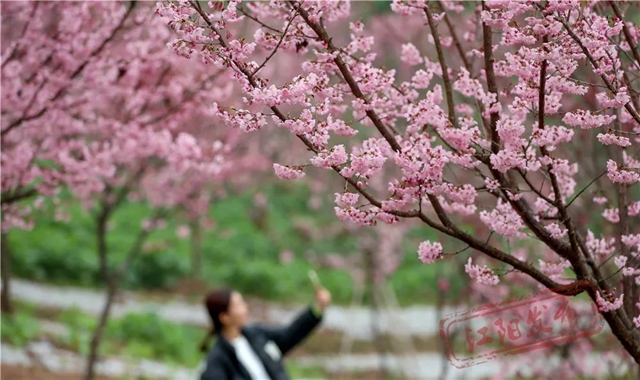 江阳丹林樱花开了!邀你一睹“芳菲”(图13) 13.jpg