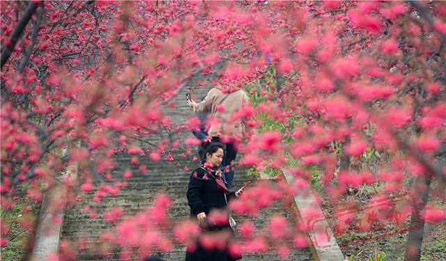江阳丹林樱花开了!邀你一睹“芳菲”(图14) 14.jpg