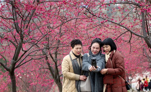 江阳丹林樱花开了!邀你一睹“芳菲”(图12) 12.jpg