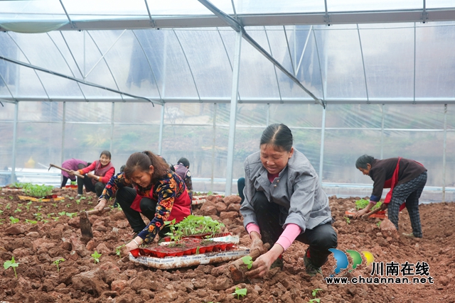 龙马潭:蔬菜大棚春耕忙,增产增收效益高(图1) 590A0271-副本.jpg