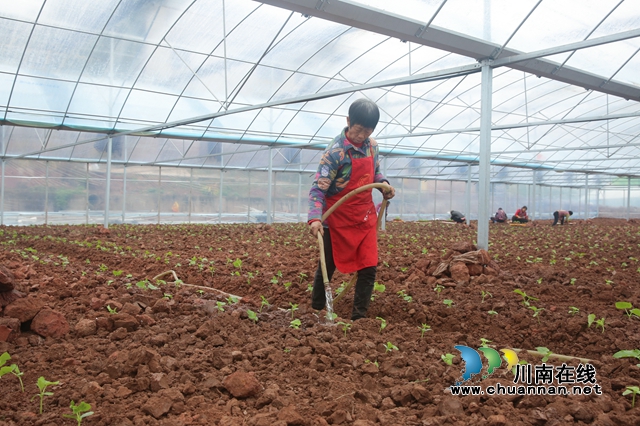 龙马潭:蔬菜大棚春耕忙,增产增收效益高(图5) 590A0264_副本.jpg