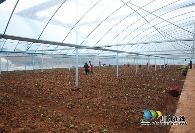 龙马潭:蔬菜大棚春耕忙,增产增收效益高(图4) 590A0259-副本.jpg