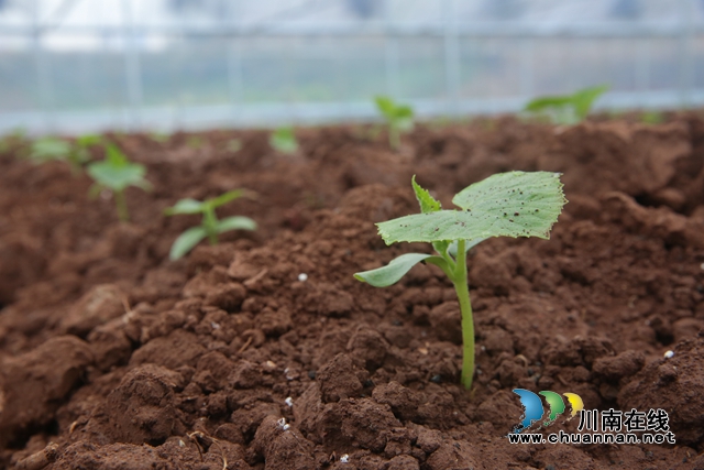 龙马潭:蔬菜大棚春耕忙,增产增收效益高(图6) 590A0258-副本.jpg