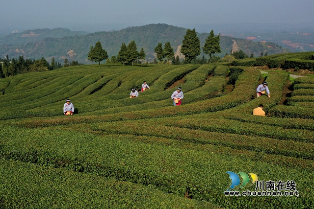 纳溪:“一叶”成“一业”,以茶致富因茶兴业(图4) 茶4.jpg