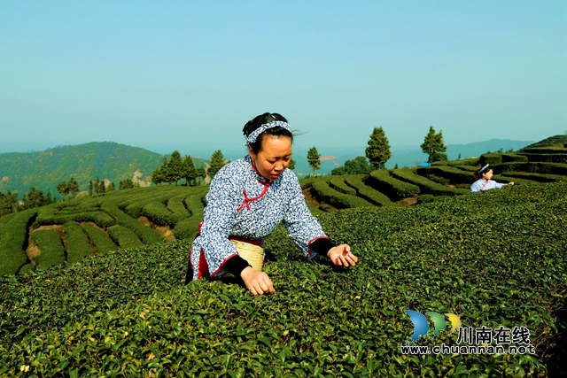 纳溪:“一叶”成“一业”,以茶致富因茶兴业(图2) 茶2.jpg