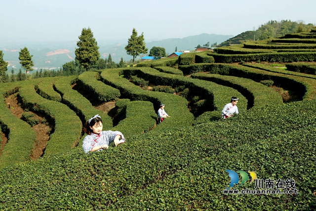 纳溪:“一叶”成“一业”,以茶致富因茶兴业(图3) 茶3.jpg