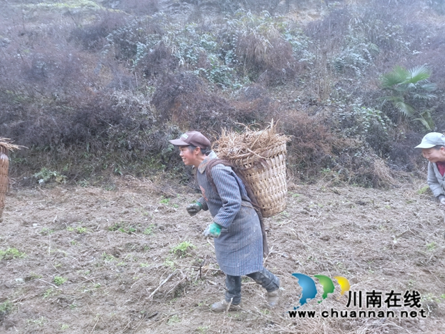 古蔺县双沙镇:独活喜迎收获,乡贤致富路上药香浓(图1) 5f5e56bbad9e9e283f92b36ff8b4612.jpg