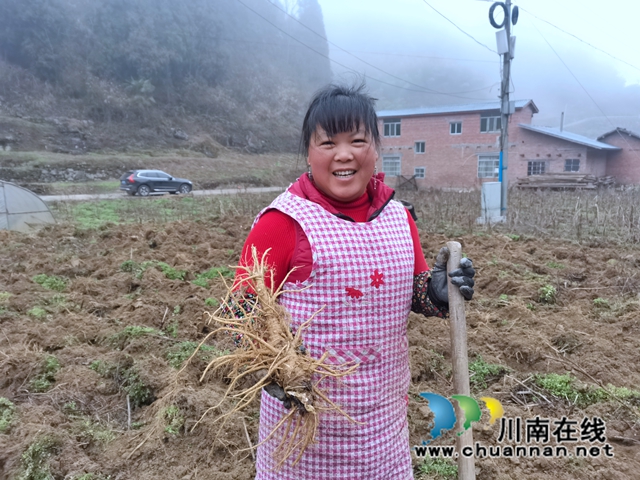 古蔺县双沙镇:独活喜迎收获,乡贤致富路上药香浓(图3) 7975dca996668cb747c3c7819ad8f3d.jpg