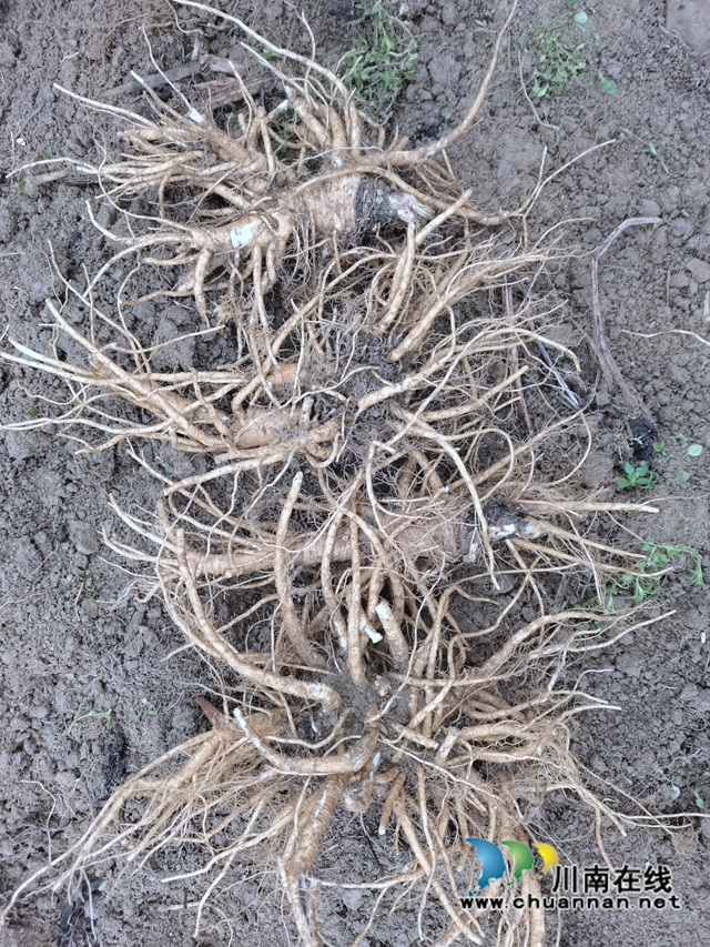 古蔺县双沙镇:独活喜迎收获,乡贤致富路上药香浓(图4) b87e1a44d28f263d2a9145f65454d6a.jpg