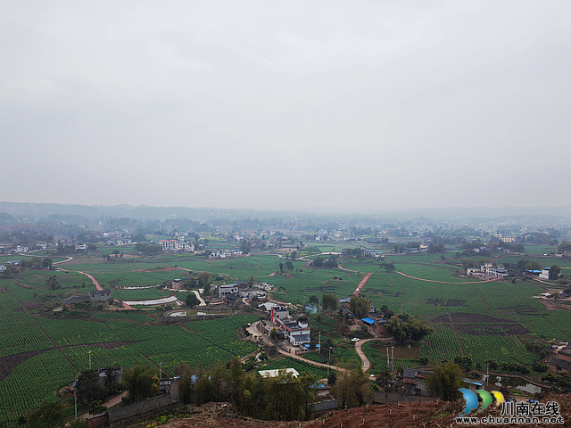 菜花黄育秧忙 “东翼”泸县粮油现代农业园区建设如火如荼(图5) nEO_IMG_百和镇万亩油菜基地(曾佐然摄).jpg