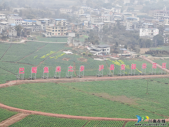 菜花黄育秧忙 “东翼”泸县粮油现代农业园区建设如火如荼(图6) nEO_IMG_百和镇万亩油菜基地1(曾佐然摄).jpg