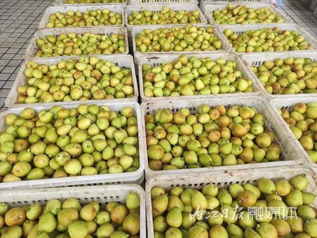 一枚果子“闯”世界!今日,一场“国字号”大会在威远开幕(图5) 果5.jpg