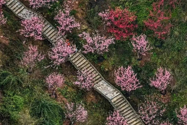 搭乘丹林樱花谷专班公交，去看美上央视的樱花吧！