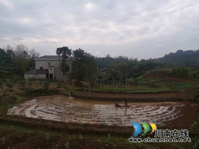 合江县白鹿镇:“三早三主动”促春耕保生产(图1) 春耕图片.jpg