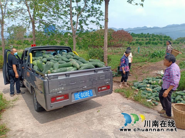 村集体经济冬瓜丰收（郭莉摄）.jpg