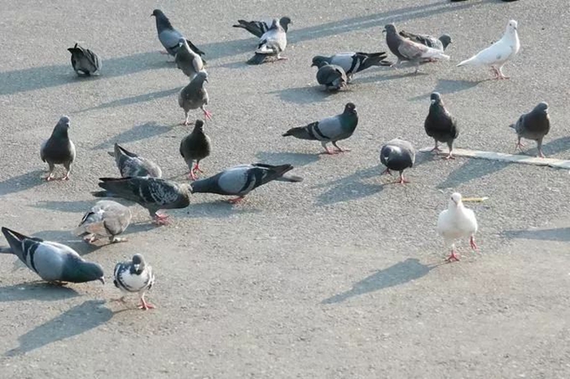 最高罚10万!泸州云龙机场周边禁止放飞气球、孔明灯、无人机、风筝和烟花爆竹等破坏机场净空的行为!(图9) 空9.jpg