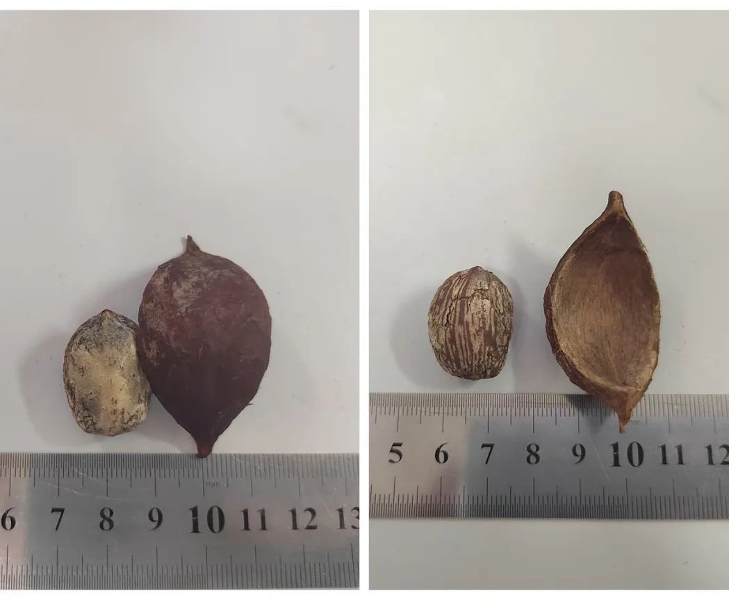 【扩散】又一例误食中毒！这些“野果、野菜”不要乱吃