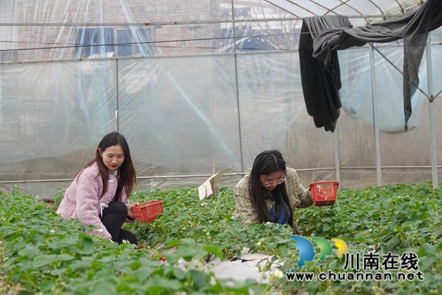 古蔺:一口鲜红草莓,满嘴春天甜蜜(图2) 蔡琳拍摄.jpg