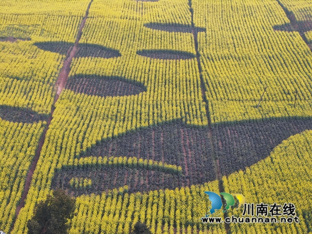 紫色油菜形成的图案（曾佐然摄）.jpg