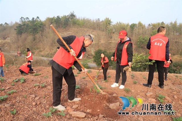 2.植树现场，新时代文明实践、党员志愿者们三五成群分工合作挥锹培土、定点挖坑、扶苗回填、踏土夯苗，提桶浇水，个个干劲十足，默契配合。.jpg