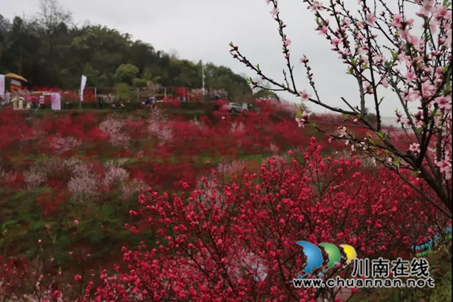 纳溪龙湖水香第二届桃花节启动(图4) 4.jpg