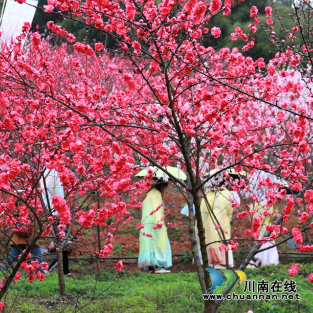 纳溪龙湖水香第二届桃花节启动(图10) 9.jpg