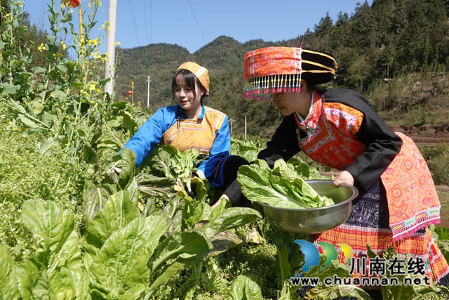 古蔺:苗家石磨菜豆花,磨出春日好时光(图4) 4.jpg