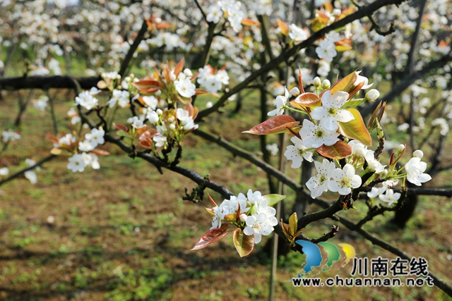 3月14日，在位于泸州市龙马潭区金龙镇曹坝村水果产业园区，360余亩梨花已进入盛花期，一朵朵雪白莹润、素雅淡然的梨花汇成花的海洋，让人赏心悦目。+(1).JPG
