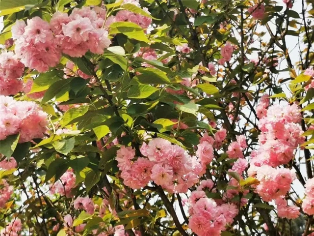 踏青赏花正当时,这份公交出行指南快收藏!(图1) 1.jpg