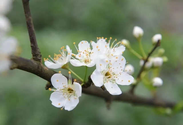 踏青赏花正当时,这份公交出行指南快收藏!(图3) 3.jpg