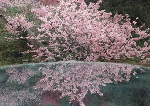 踏青赏花正当时，这份公交出行指南快收藏！
